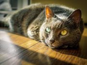 Farm Sanctuary Adds Third Shelter