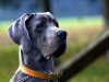 6 Animals that Went Viral Around the World